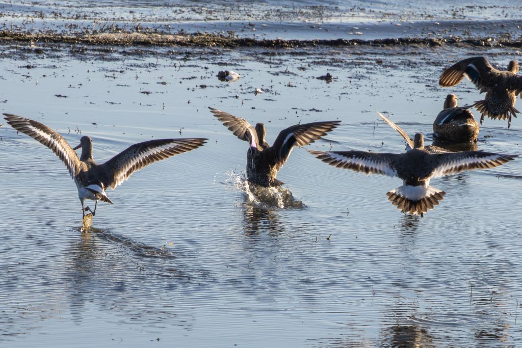 Black-tailed Godwit image 3